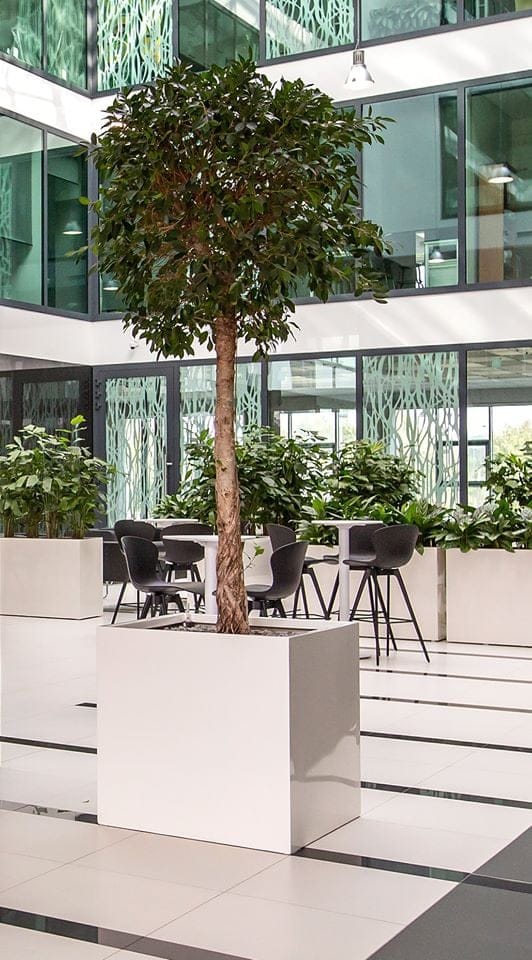 duża donica na taras