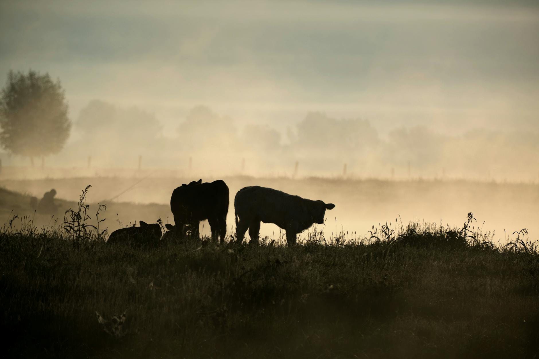 Krowy o poranku na mglistym polskim pastwisku