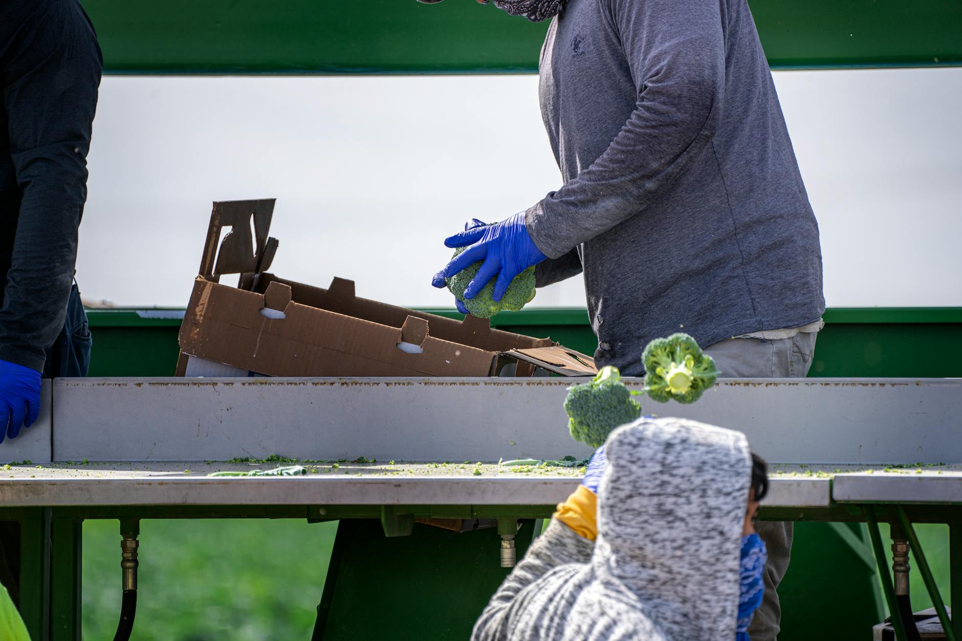 Pracownicy gospodarstwa sortują i pakują brokuły w kartonowe pudła