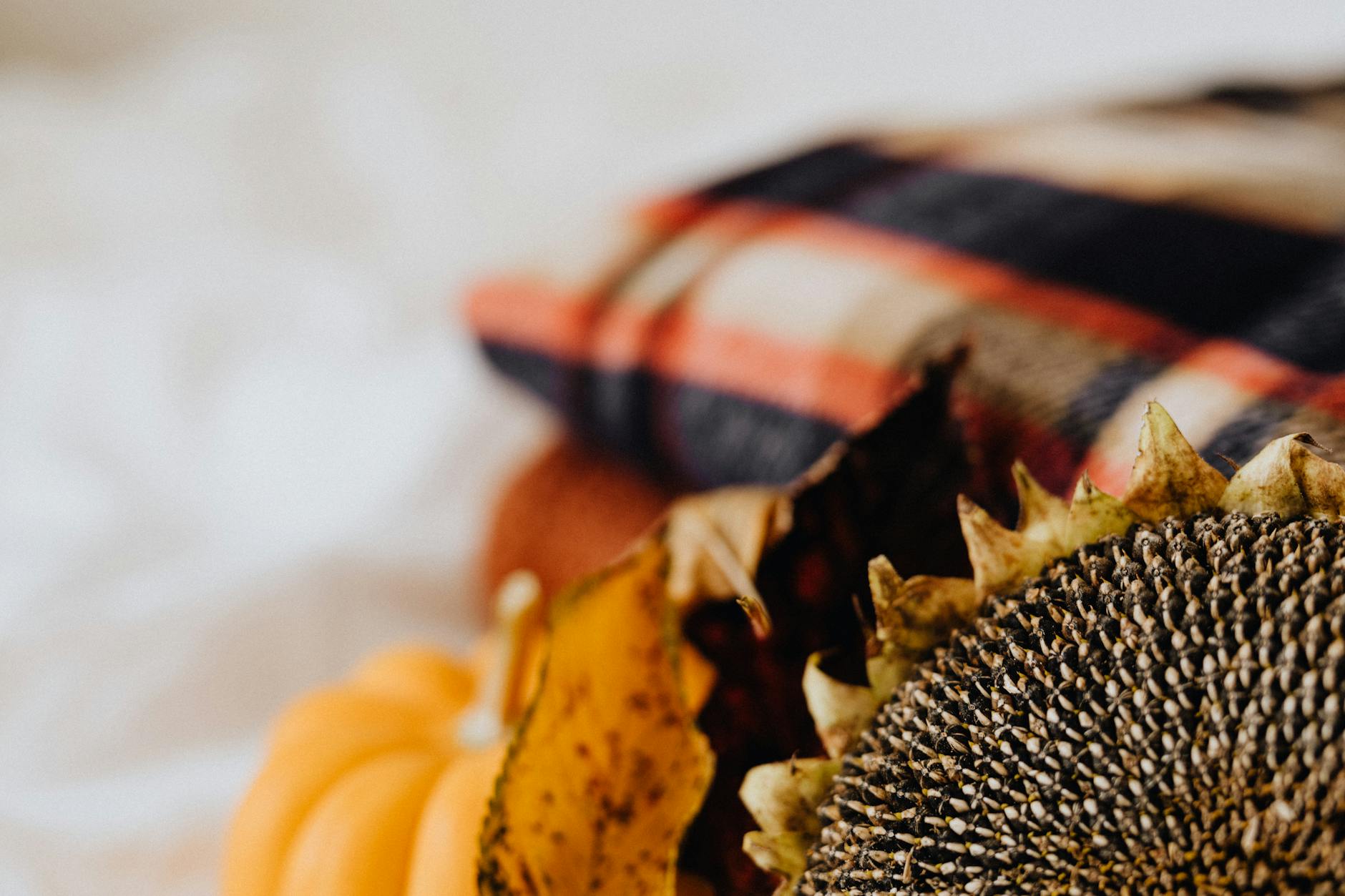 Słonecznik i dynia w ciepłej jesiennej aranżacji