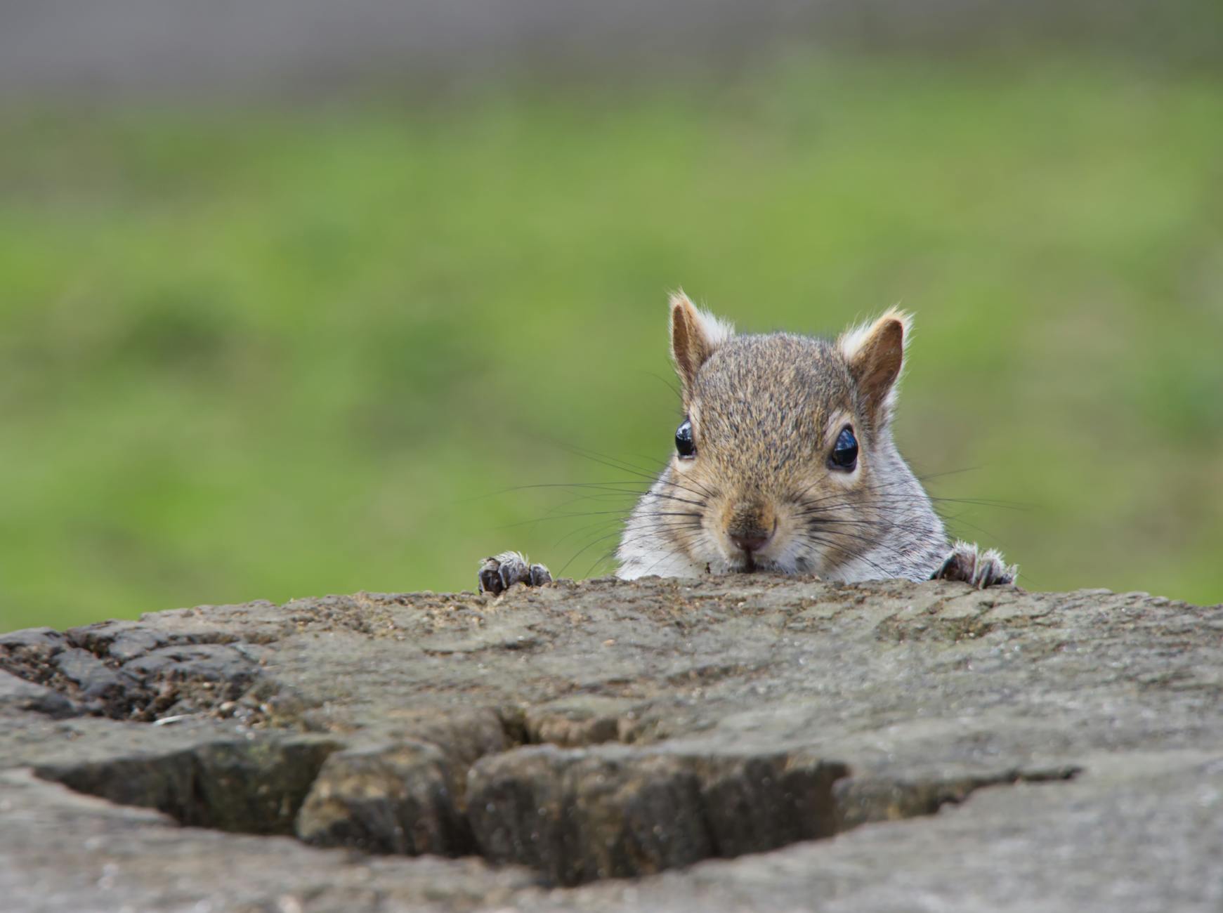 Wiewiórka wyglądająca zza pnia w leśnym otoczeniu