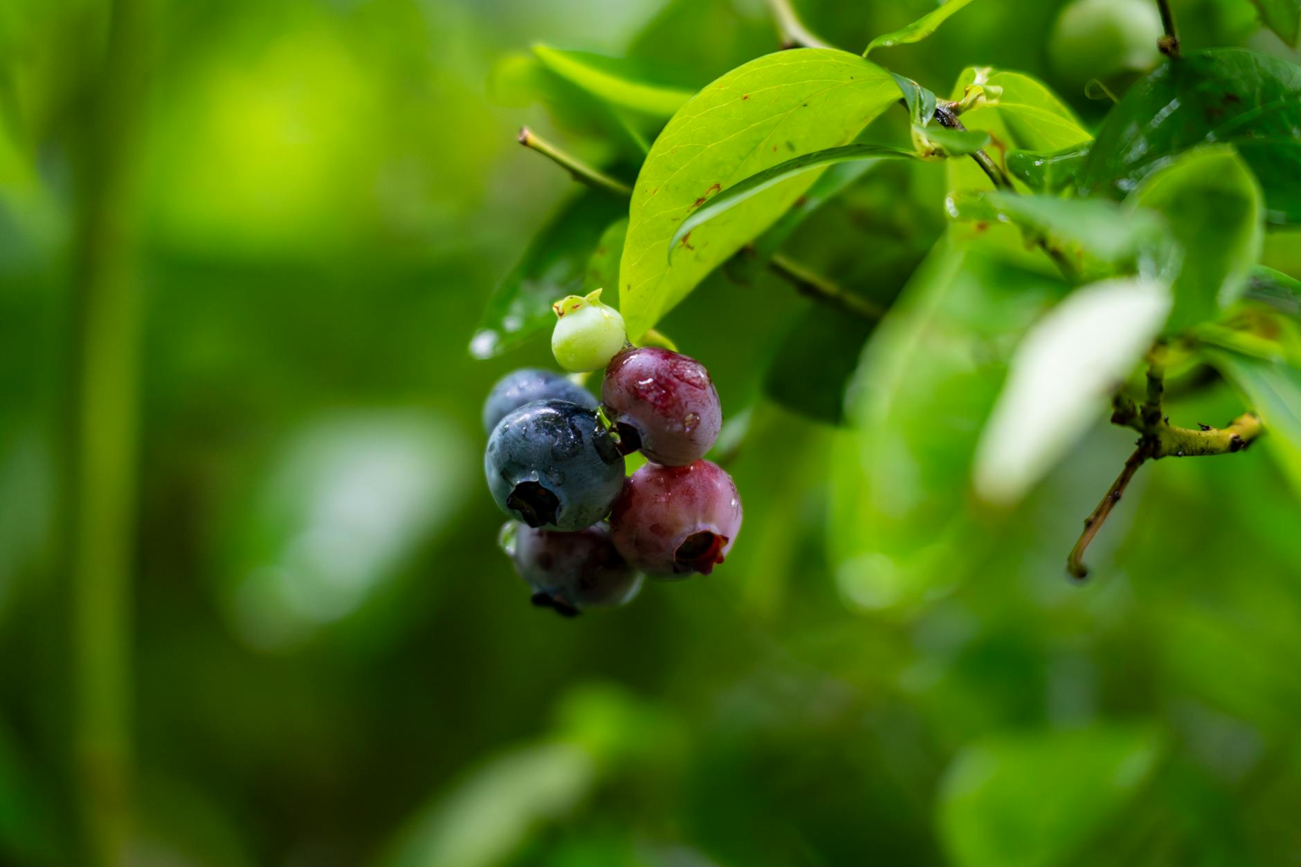 Dojrzewające i zielone borówki na krzaku w Myślenicach wśród liści