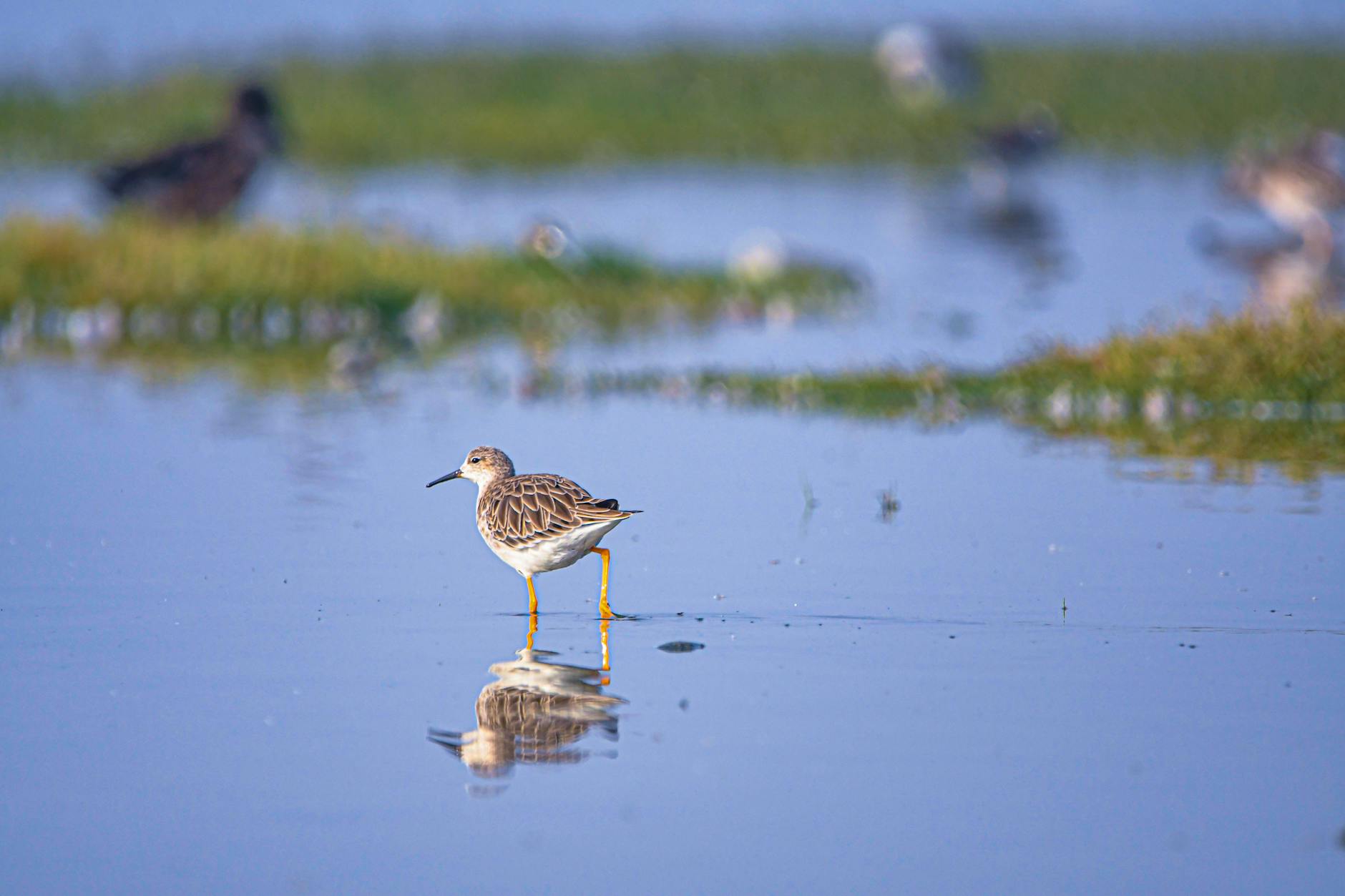 Samotny brodziec spaceruje po spokojnych rozlewiskach odbijających niebo