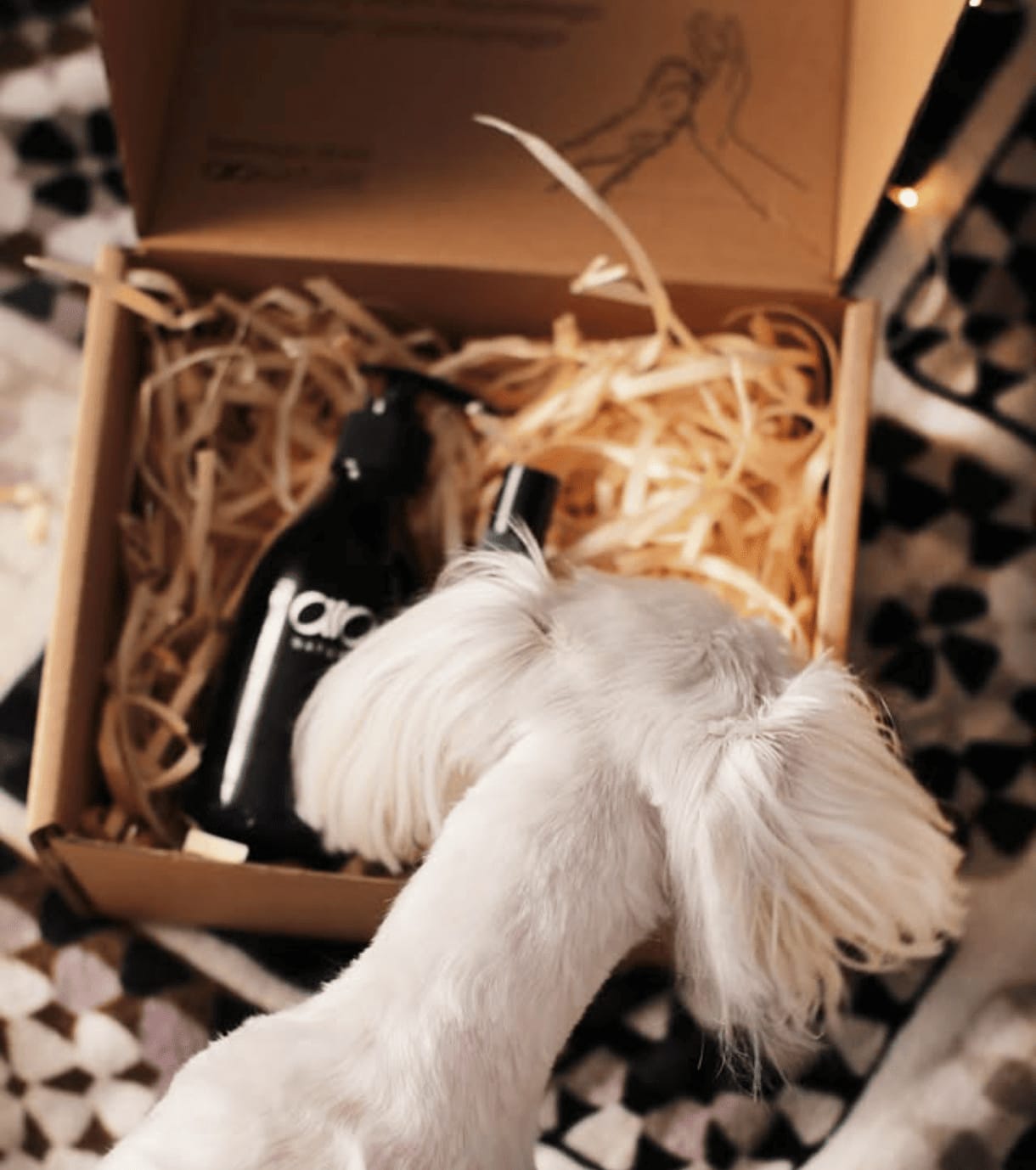 szampon dla maltańczyka