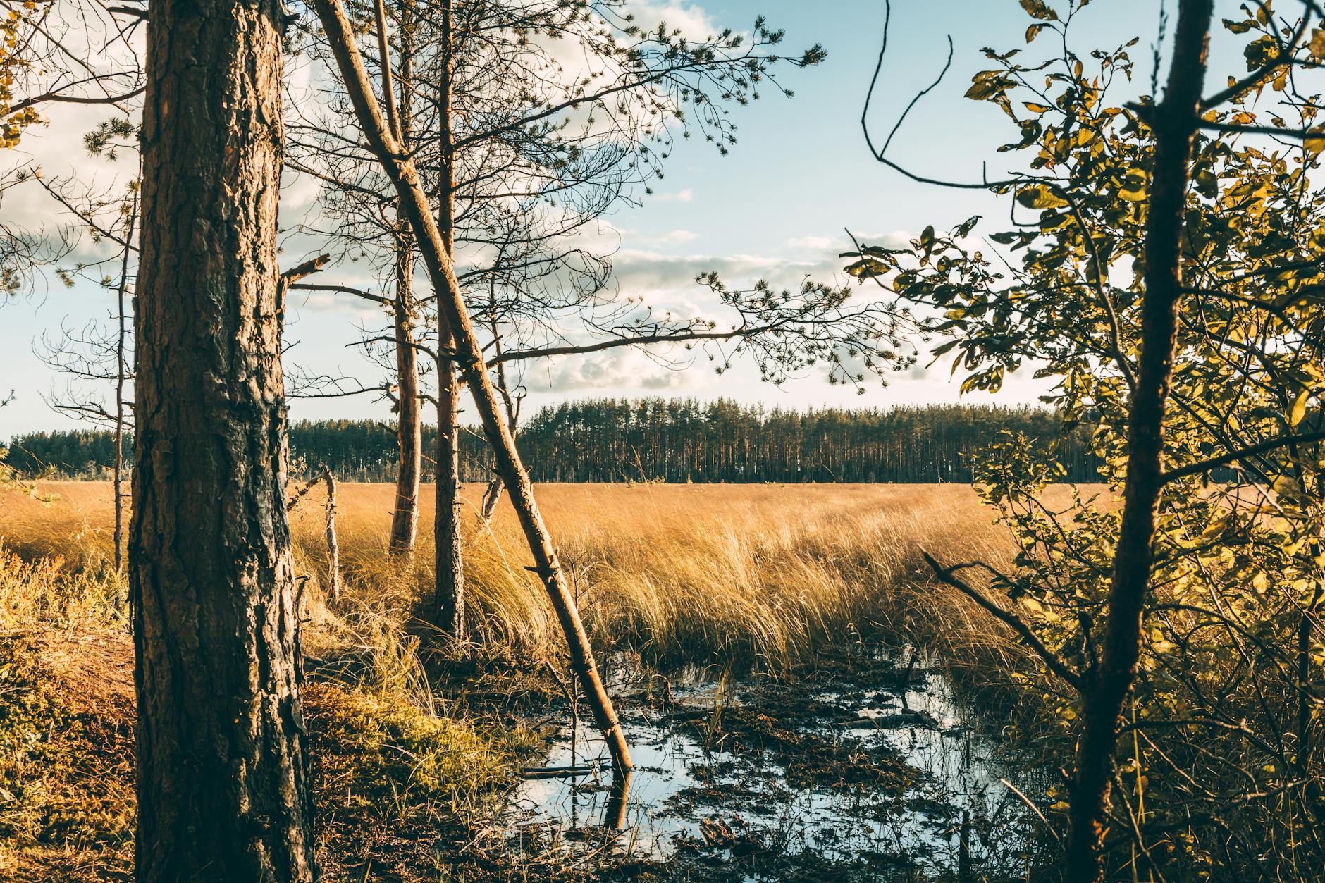 Jesienny staw na łące otoczony suchymi drzewami pod pochmurnym niebem