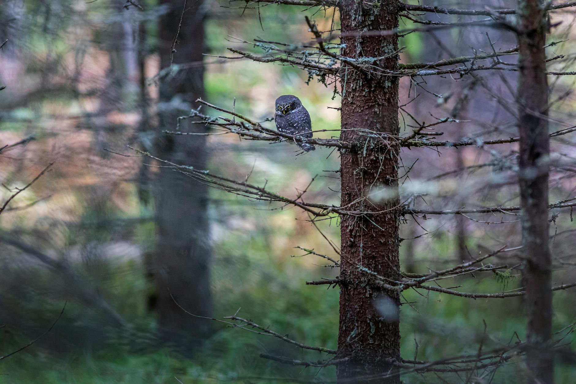 Sóweczka zwyczajna siedząca na gałęzi w spokojnym lesie
