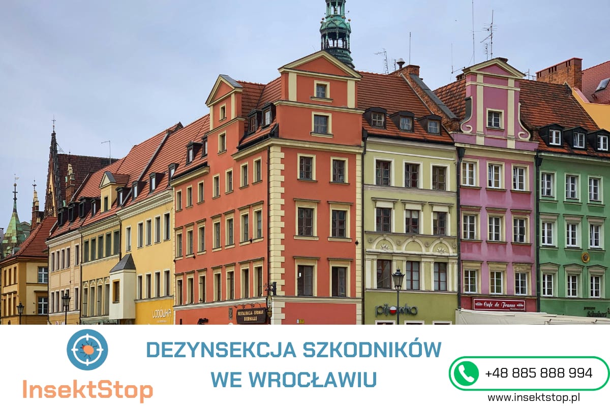 dezynsekcja szkodników we wrocławiu