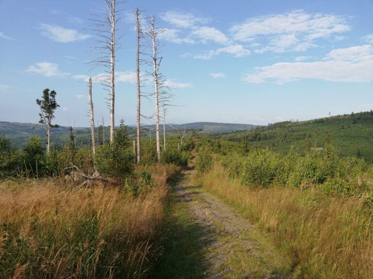 Leśny szlak pieszy wśród zielonych wzgórz Gór Opawskich
